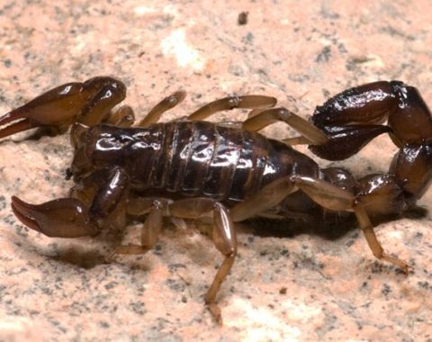 Spiders & Scorpions
