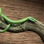 Wood Borer