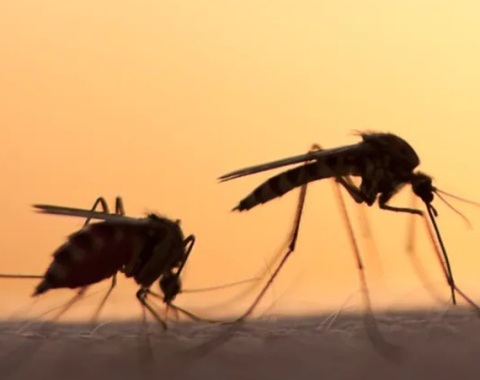 Mosquitoes
