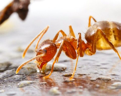 Ants