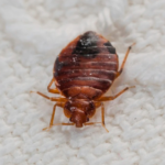 Bed Bugs Removal