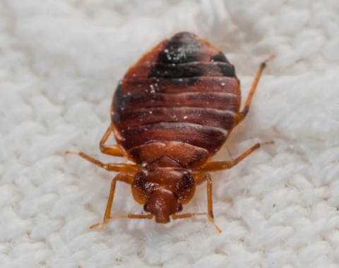 Bed Bugs Removal