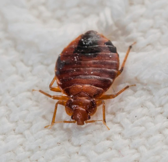 Bed Bugs Removal