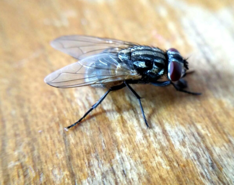 Flies/Fleas
