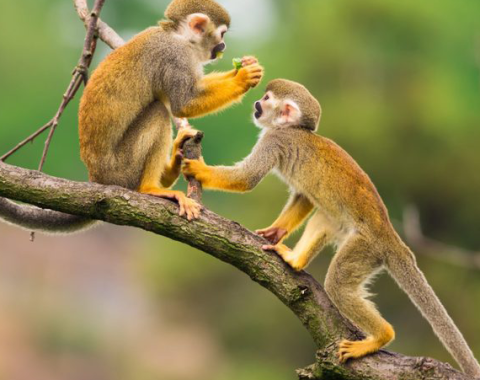 Monkeys & Wild Boars