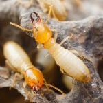 Termite Proofing