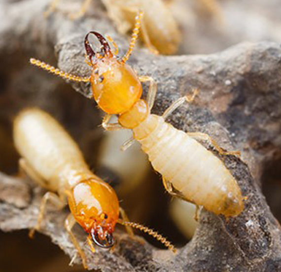 Termite Proofing