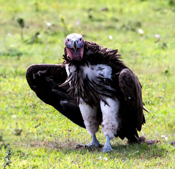 Wild Birds’ Control