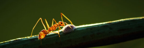 close-up-view-of-ant-climbing-on-the-stem-2021-08-26-19-59-00-utc
