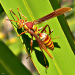 Yellow Bees/Wasps